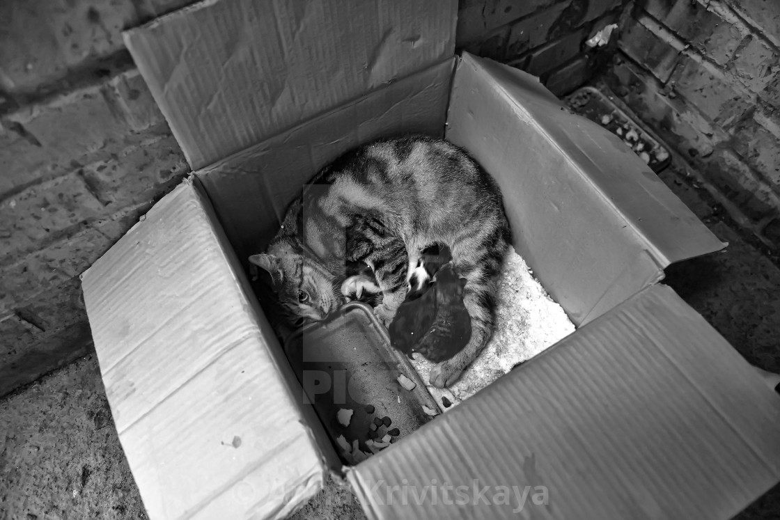 Бездомные котята в коробке
